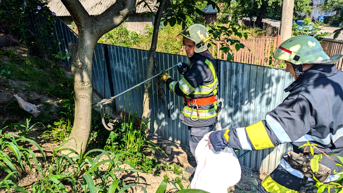 На Косівщині на території житлової присадиби виявили змію 2