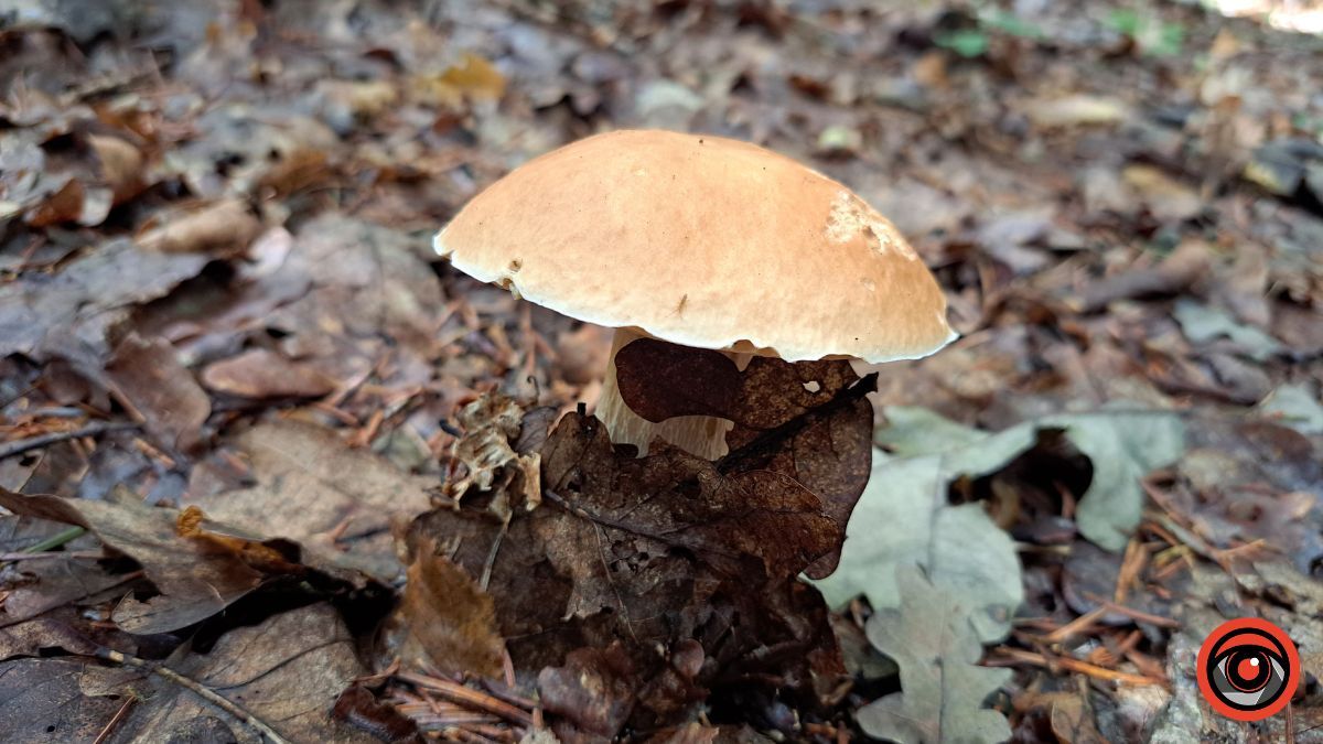 Грибні місця неподалік Коломиї: село Кубаївка 1