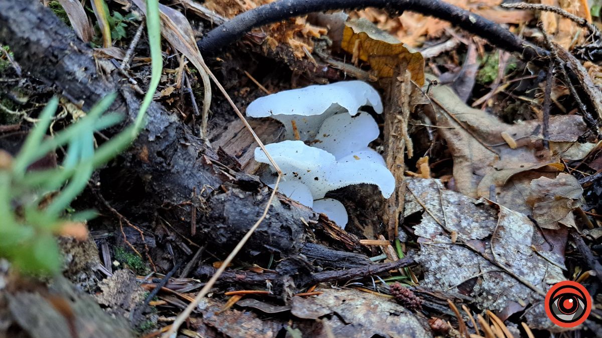 Грибні місця неподалік Коломиї: село Кубаївка 2