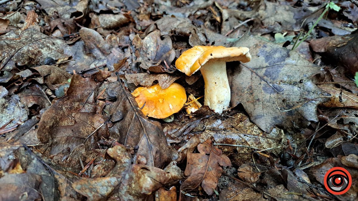 Грибні місця неподалік Коломиї: село Кубаївка 3