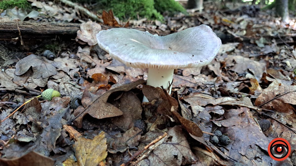 Грибні місця неподалік Коломиї: село Кубаївка 4