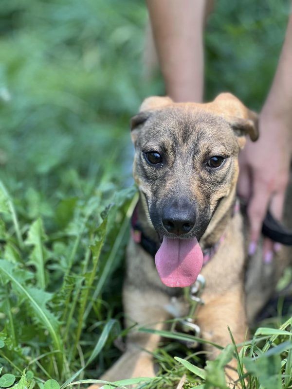 Коломийські пухнастики шукають нових господарів 3