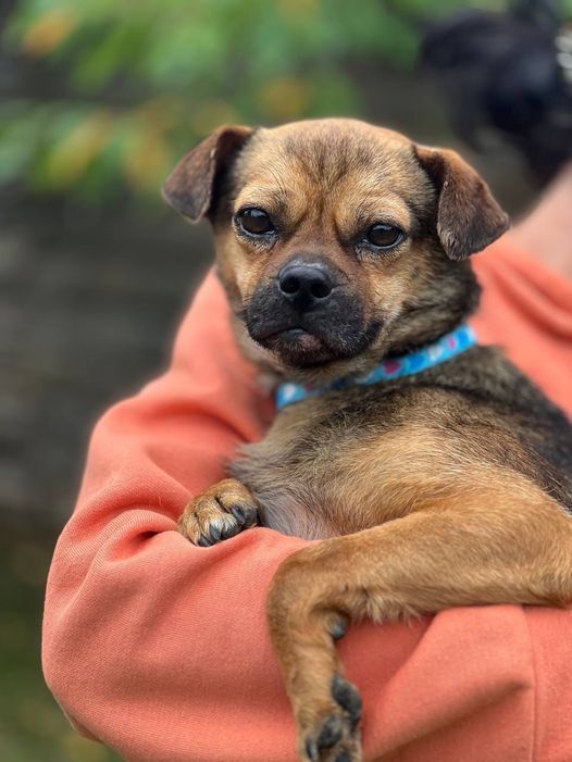 Пухнастики з Коломиї шукають люблячі сім'ю 1