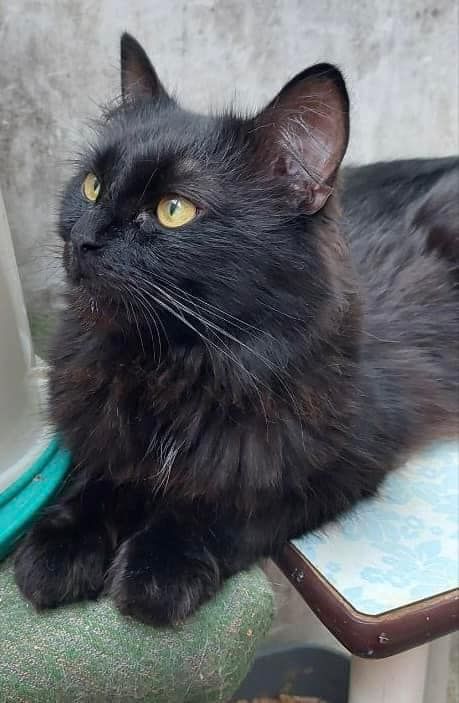 Пухнастики з Коломиї шукають люблячі сім'ю 4