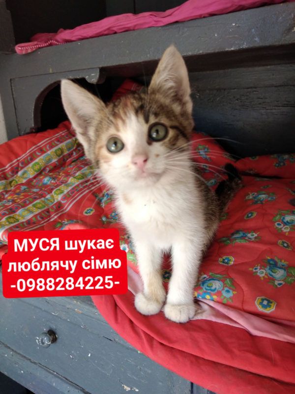 Пухнастики з Коломиї шукають люблячі сім'ю 2