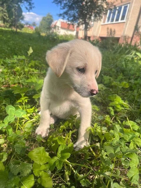 Коломийські пухнастики шукають нових господарів 5