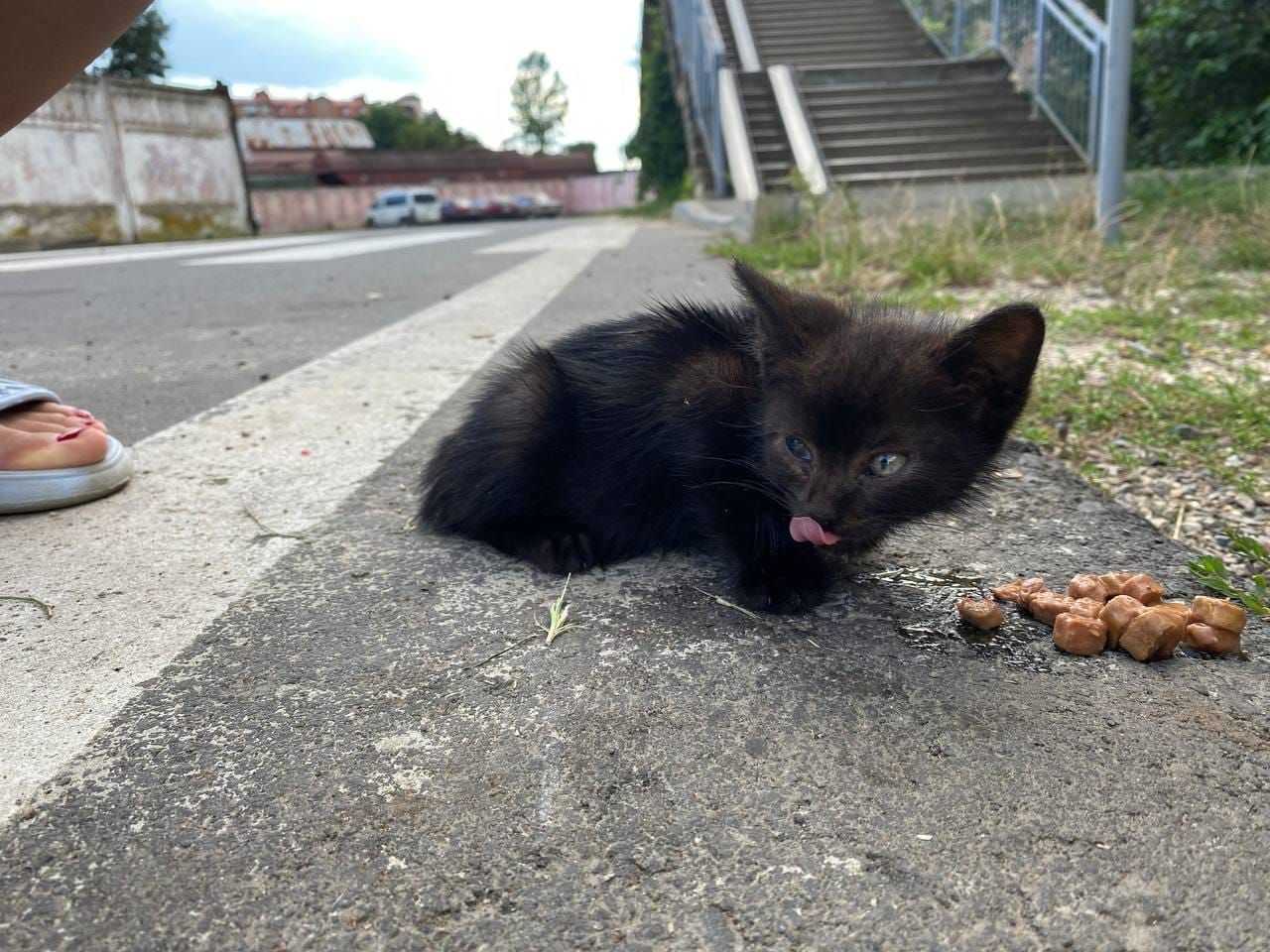 Коломийські пухнастики шукають нових господарів 2