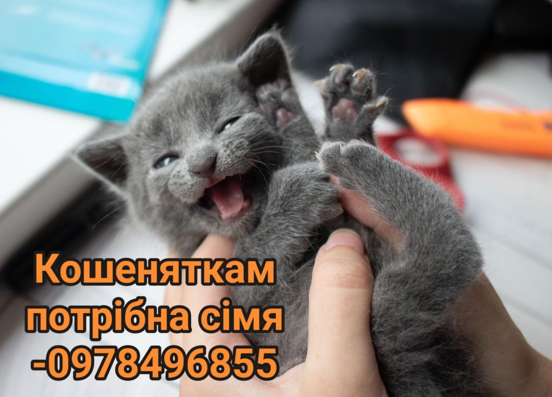 Коломийські пухнастики шукають нових господарів 6