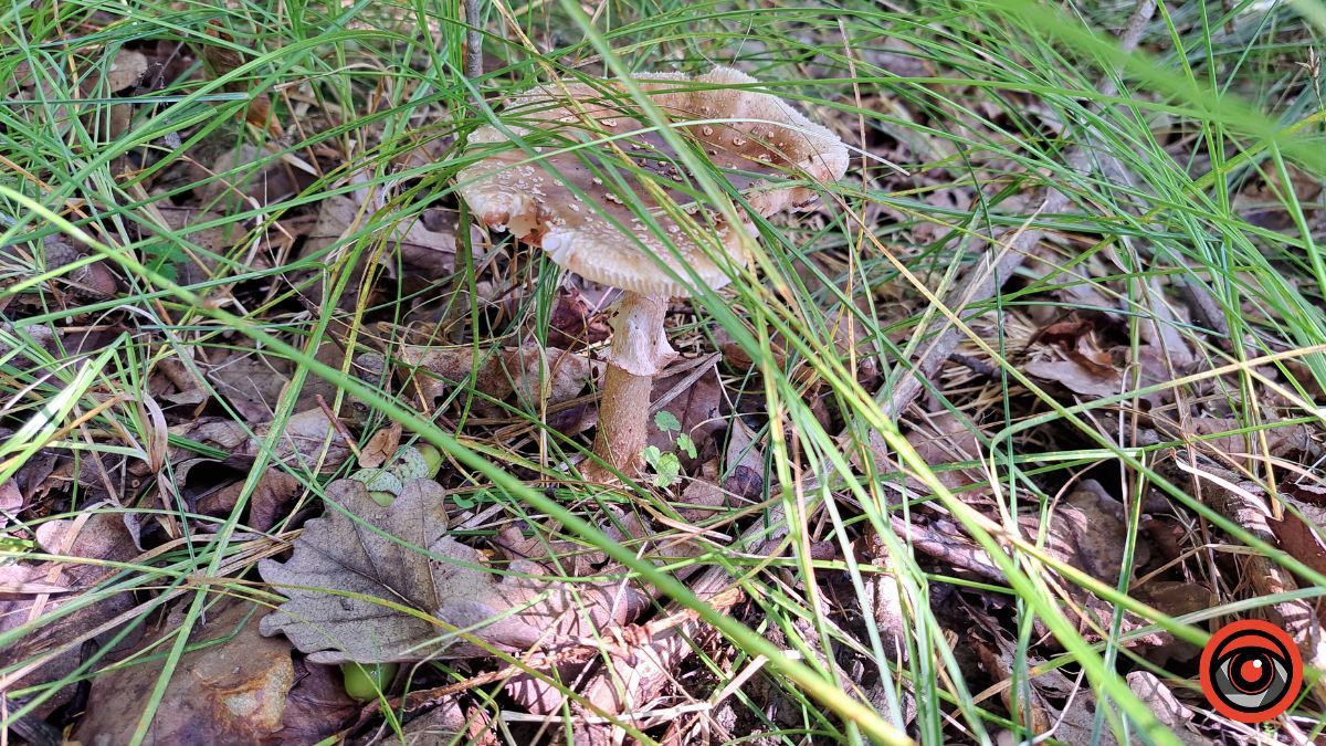 Грибні місця неподалік Коломиї: село Кубаївка 5