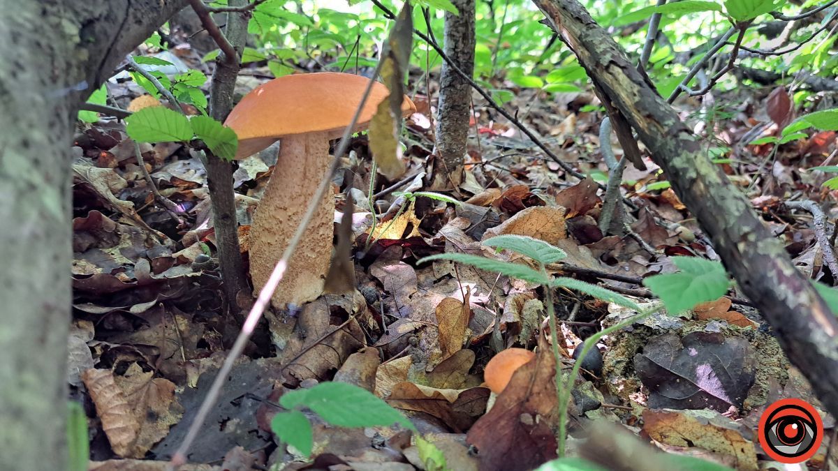 Грибні місця неподалік Коломиї: село Кубаївка 6