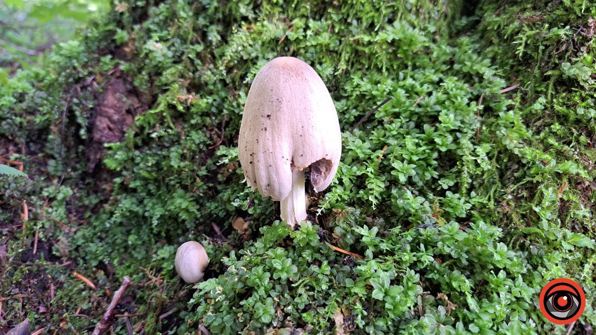 Грибні місця неподалік Коломиї: село Кубаївка 7