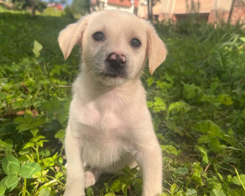 Чотирилапі з Коломиї шукають нову домівку 2