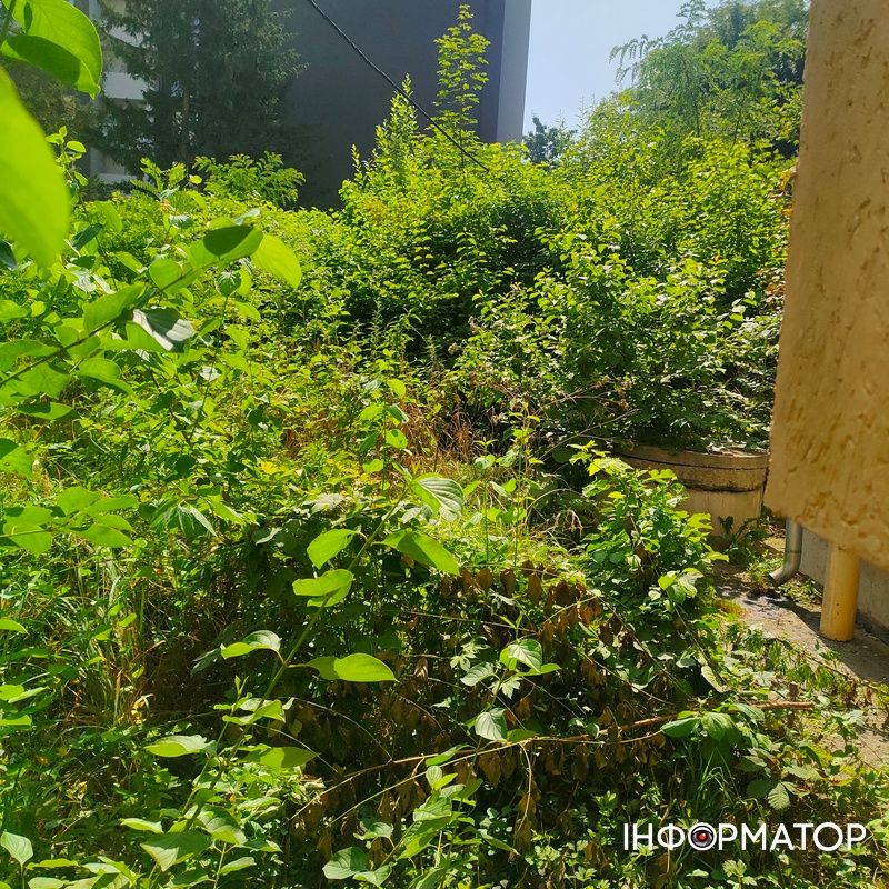 Нічийні хащі: дебрі біля коломийського парку і житлового масиву | ВІДЕО 4