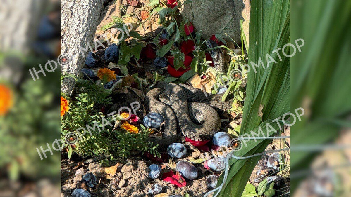 У одному з приватних господарств Коломийського району виявили змію