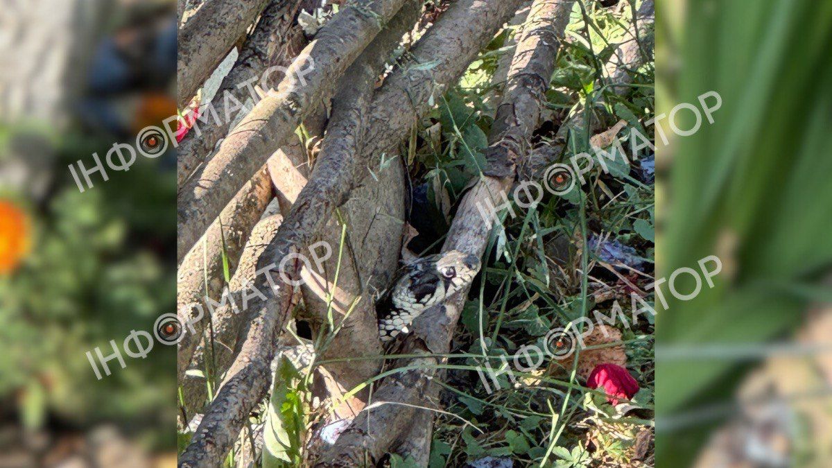 У одному з приватних господарств Коломийського району виявили змію 1