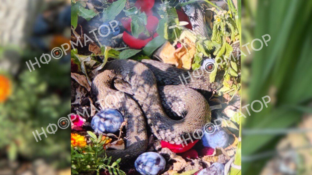 У одному з приватних господарств Коломийського району виявили змію 2