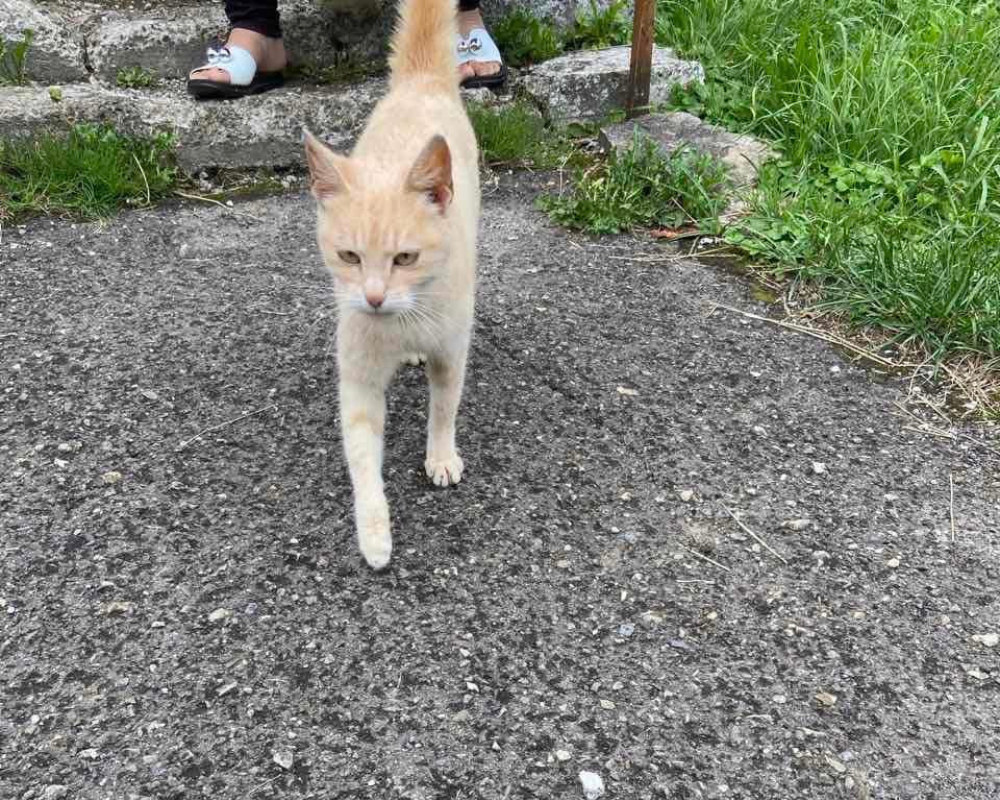 Чотирилапі з Коломиї шукають нову домівку 5