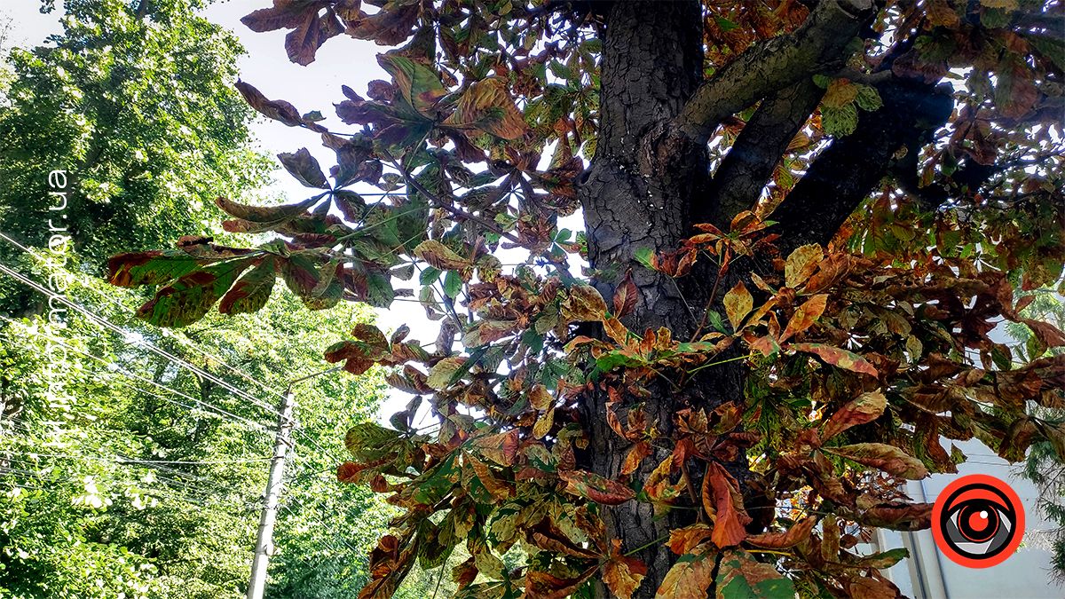 Нотки вересня й іржавість каштанів Коломиї: фоторепортаж 7