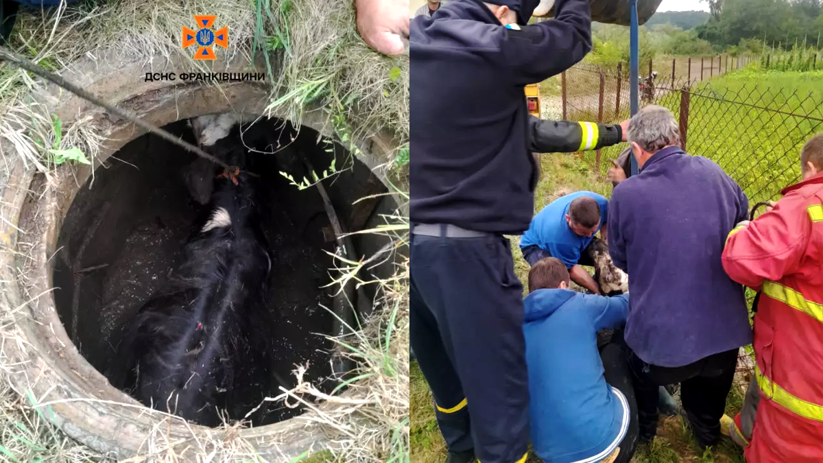 У Богородчанах корова впала у каналізаційний колектор. На допомогу вирушили рятувальники 1