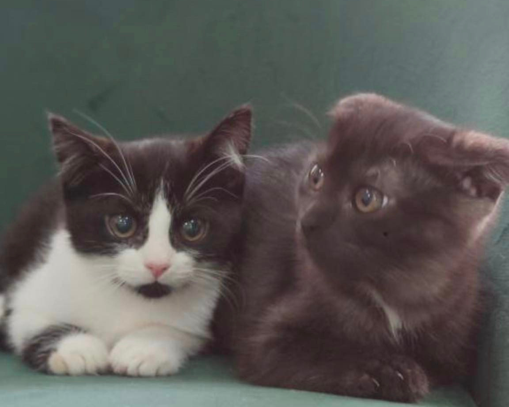 Чотирилапі з Коломиї шукають нову домівку 3