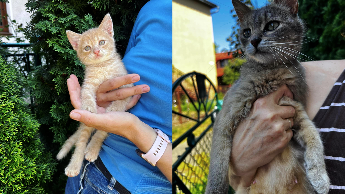 Пухнастики з Коломиї шукають люблячі сім'ю 3