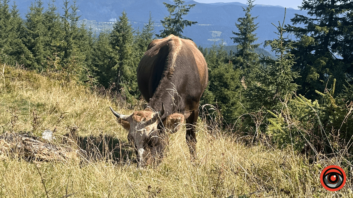 Магія ранку в горах: зоряне небо і золотий схід сонця в Карпатах 12