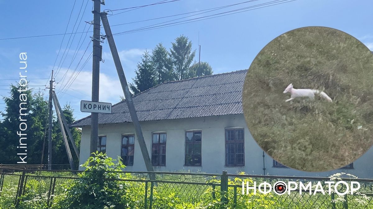 У центрі села Коломийської громади розгулювали ймовірно лисиці | ВІДЕО