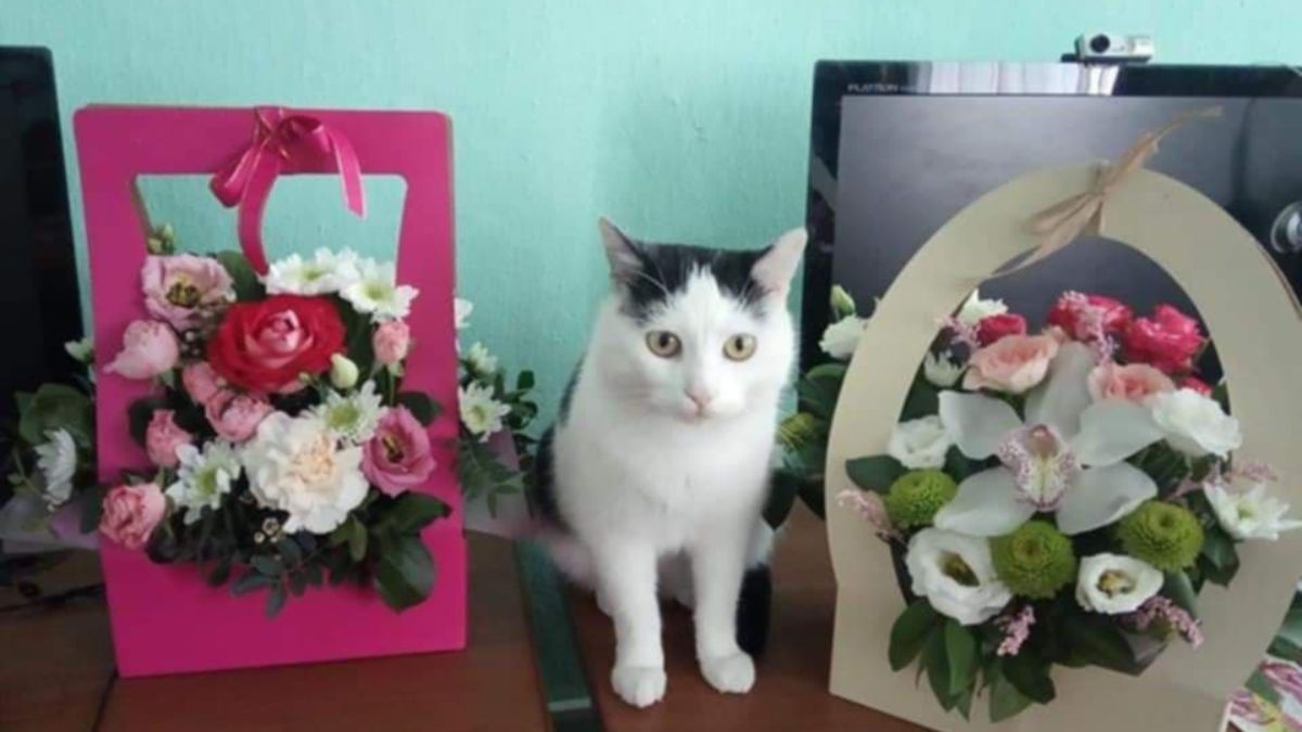 Вусатий сторож книжковий: кіт Мурчик уже 5 років мешкає в бібліотеці на Коломийщині 1