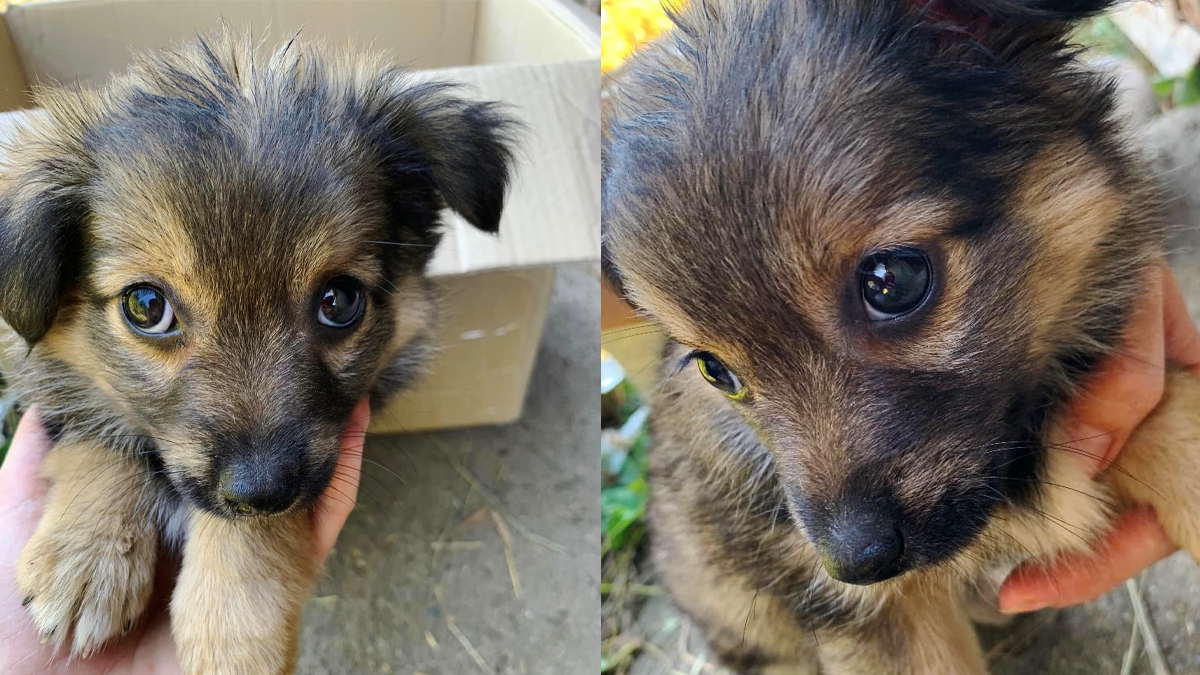 Пухнастики з Коломиї шукають люблячі сім'ю 5