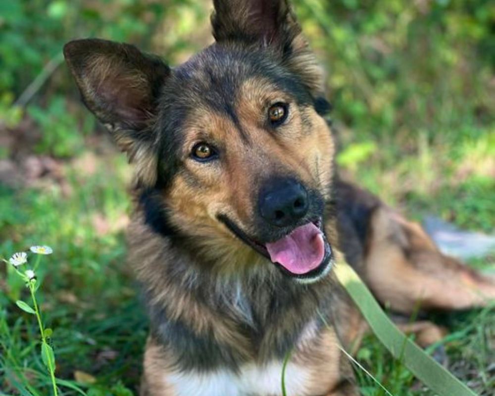 Чотирилапі з Коломиї шукають нову домівку 6