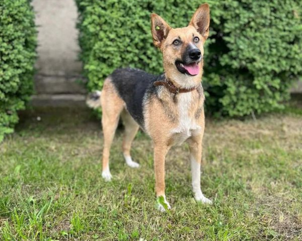 Чотирилапі з Коломиї шукають нову домівку 1