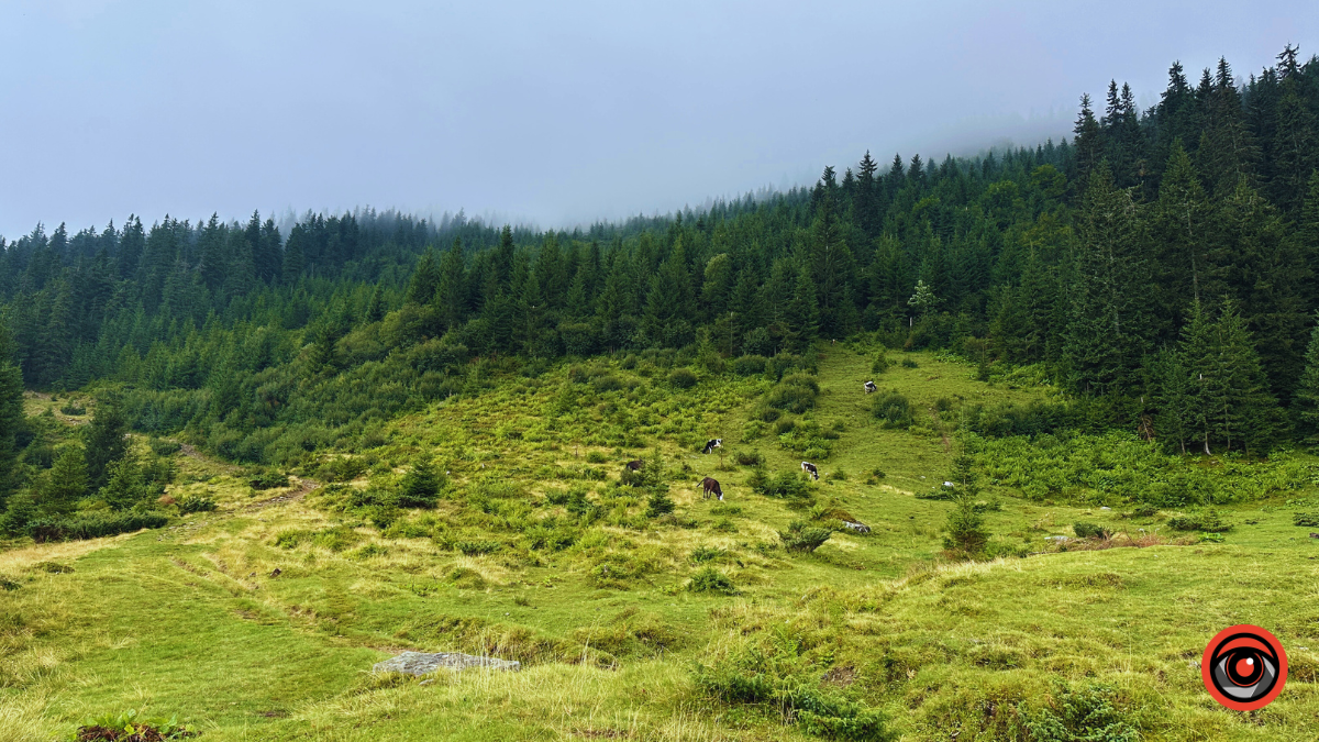 Магія туманних Карпат: фоторепортаж з Чорногори 10