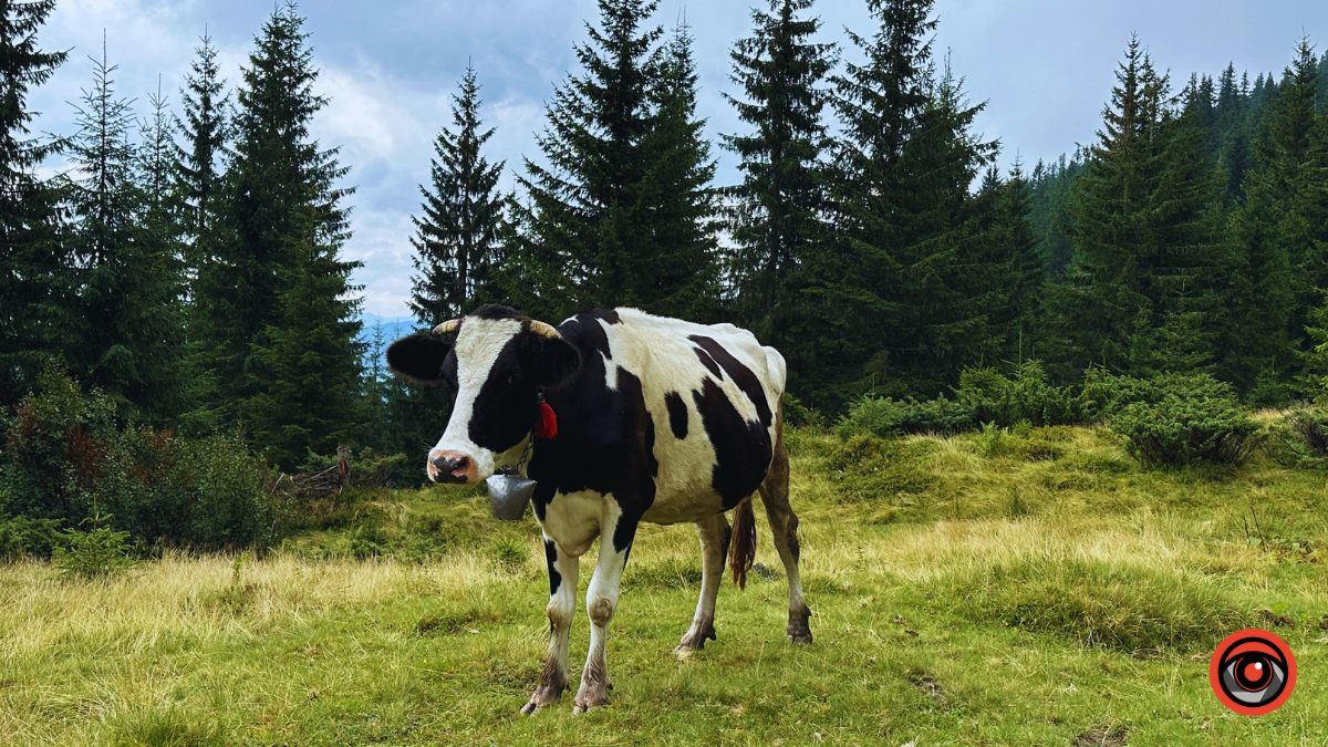 Магія туманних Карпат: фоторепортаж з Чорногори 4