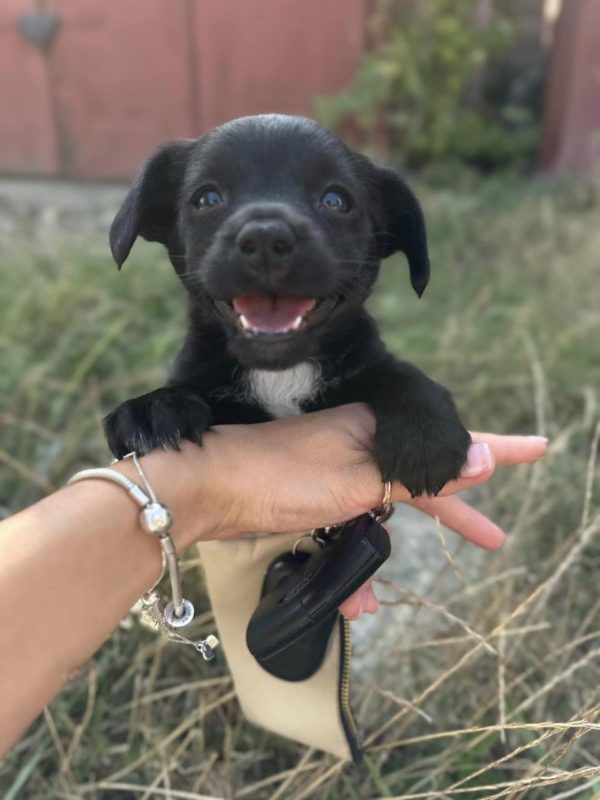 Хвостаті у Коломиї шукають люблячу родину 2