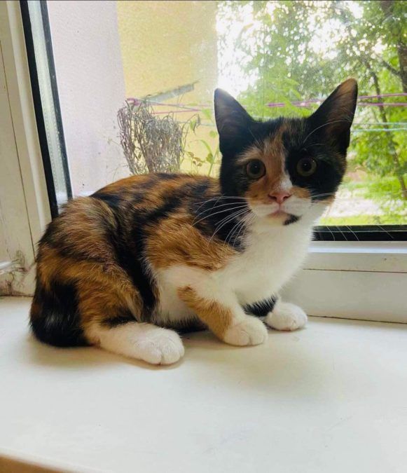 Хвостаті у Коломиї шукають люблячу родину 4