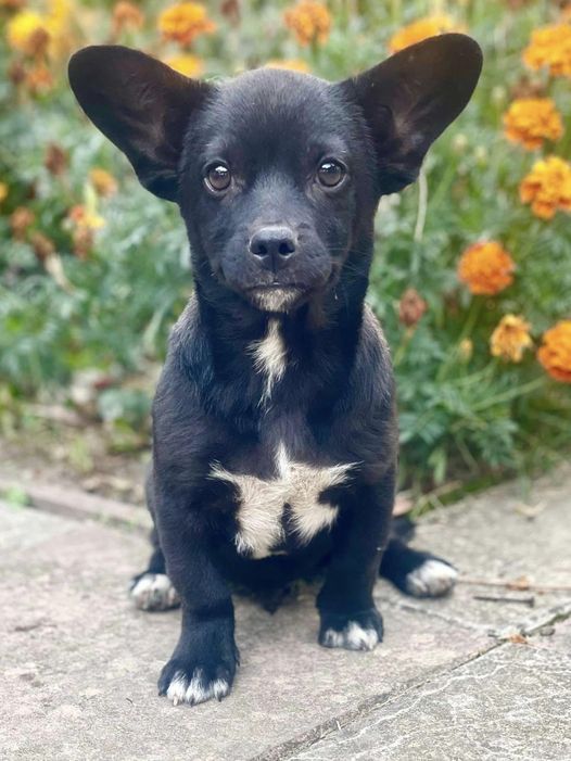 Коломийські чотирилапі шукають нових господарів 6