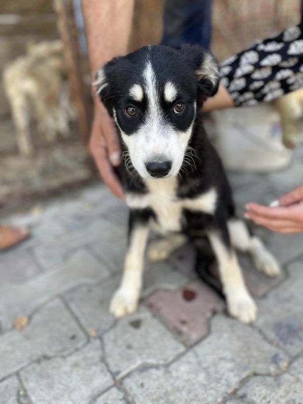 Коломийські чотирилапі шукають нових господарів 3