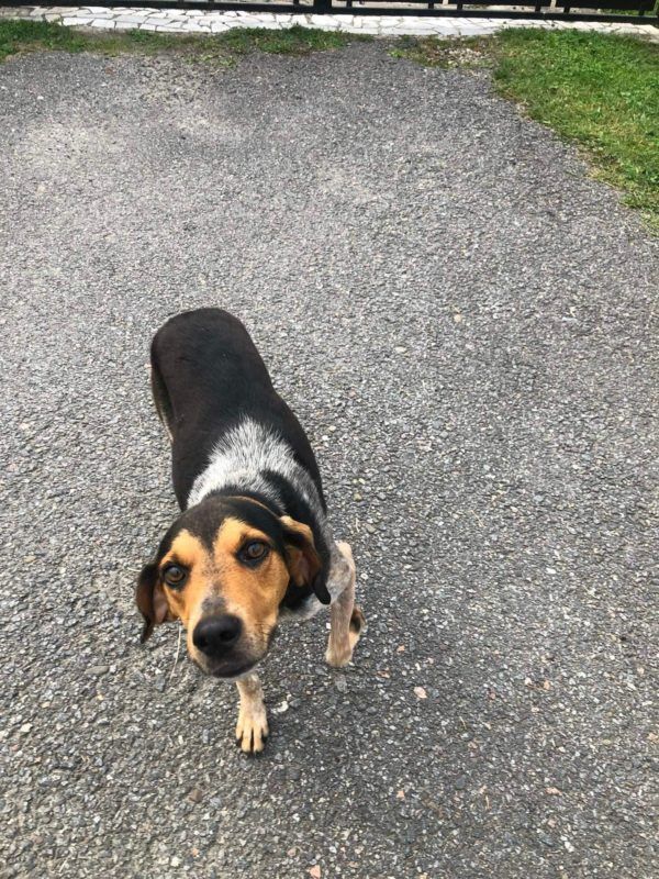 Коломийські чотирилапі шукають нових господарів 4