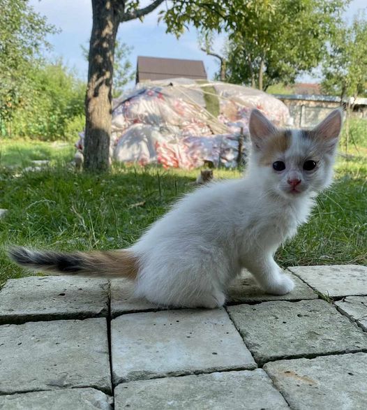 Коломийські чотирилапі шукають нових господарів 2