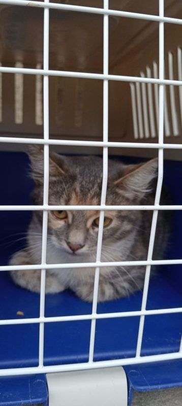 Коломийські чотирилапі шукають нових господарів 5