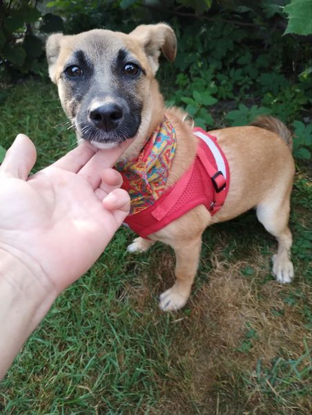 Коломийські чотирилапі шукають нових господарів 1