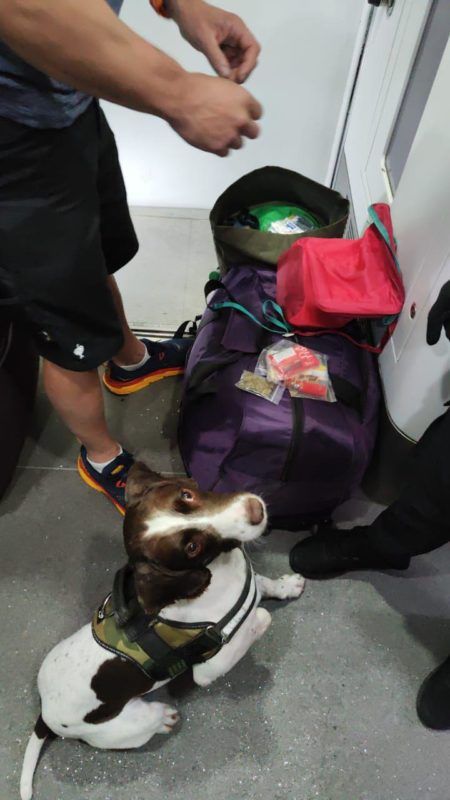 Прикордонники за допомогою собак зупинили дві спроби перевезення наркотиків 1