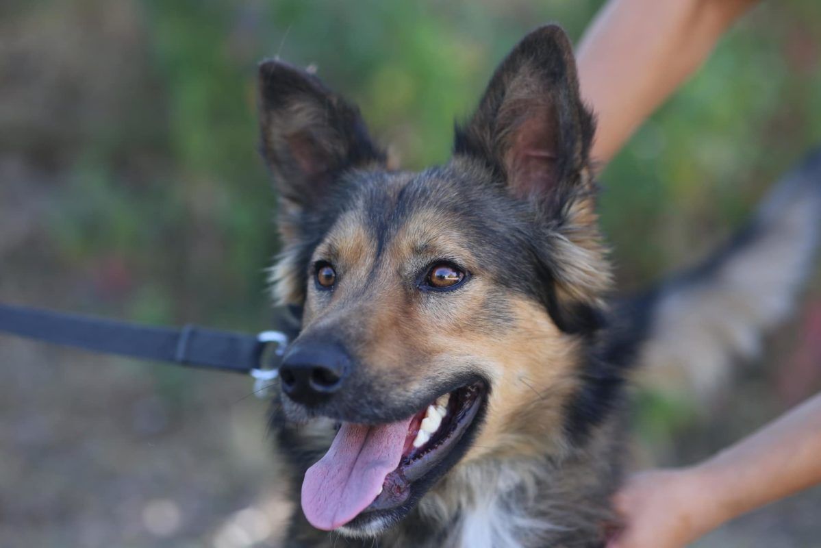 Чотирилапі в Коломиї шукають новий дім 5