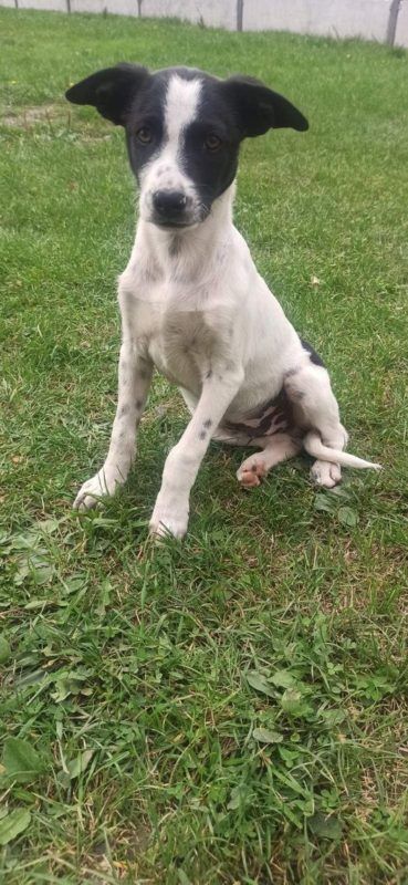 Коломийські чотирилапі шукають нову домівку 4