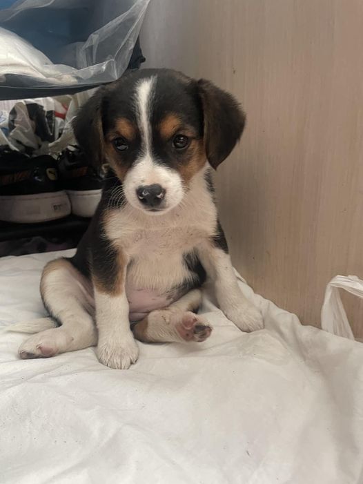 Коломийські чотирилапі шукають нову домівку 6