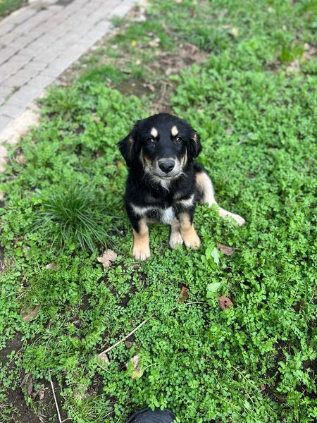 Коломийські чотирилапі шукають нову домівку 2