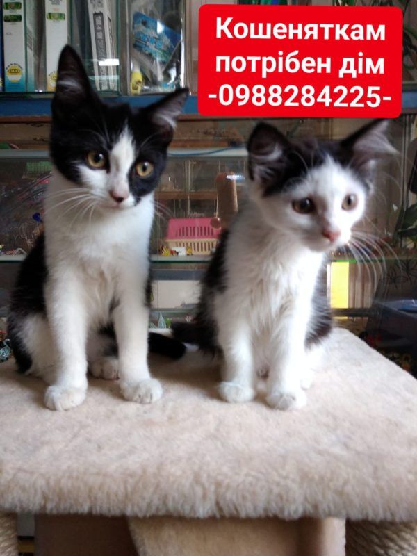 Хвостаті у Коломиї шукають люблячу родину 6