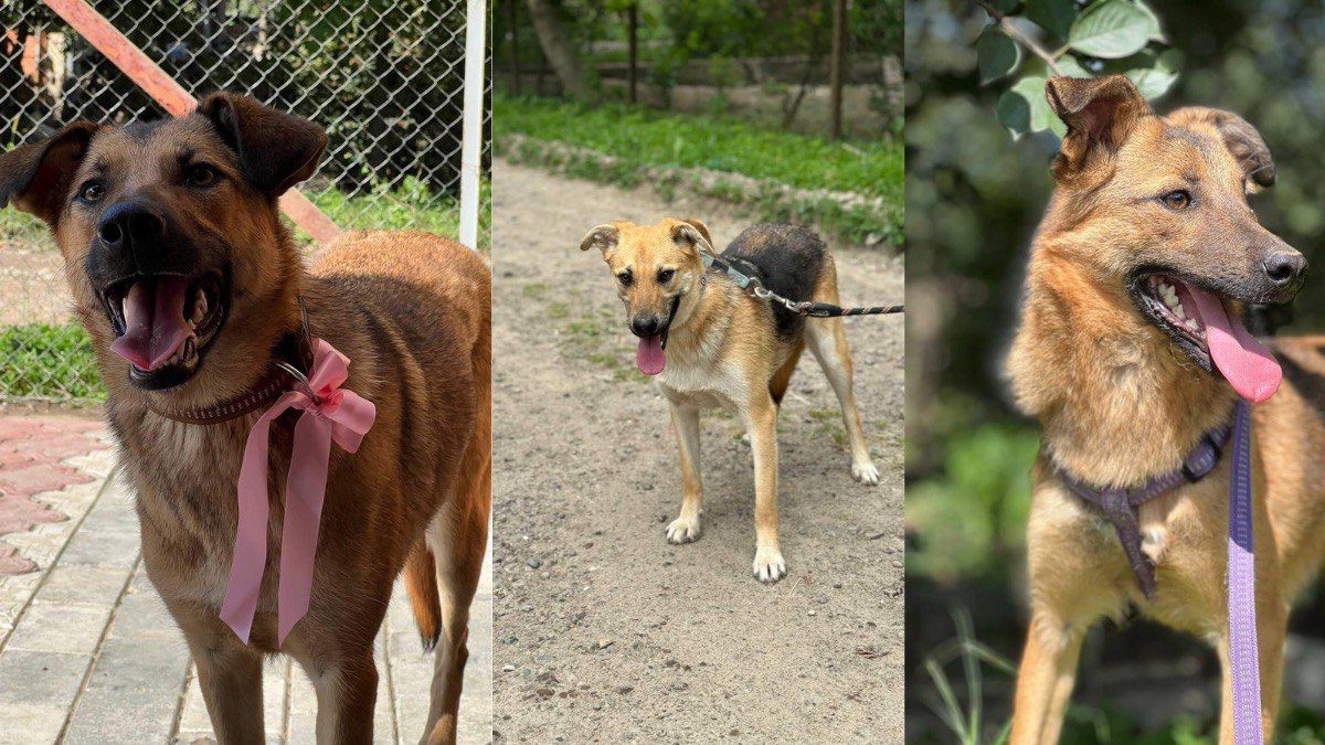 Хвостаті у Коломиї шукають люблячу родину 5