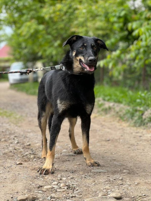 Хвостаті у Коломиї шукають люблячу родину 1