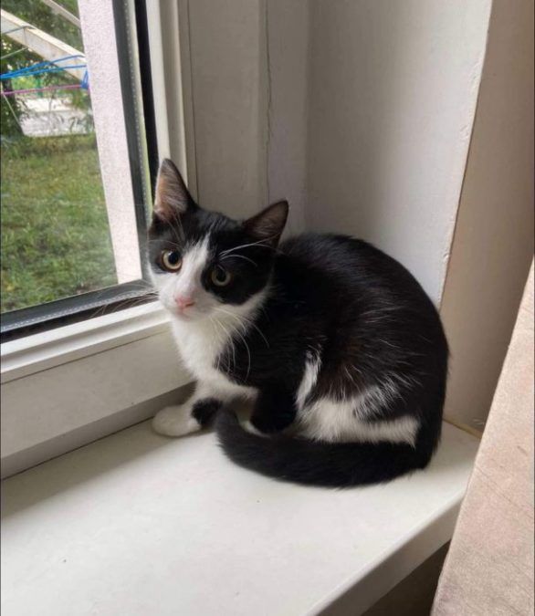 Хвостаті у Коломиї шукають люблячу родину 3